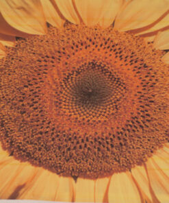 Fabric Store - Διακοσμητικό ύφασμα με φάρδος 2,80m, με επαναλαμβανόμενα μοτίβα λουλούδια (ηλιοτρόπιο) 45cm x 45cm για διακοσμητικά μαξιλαράκια.