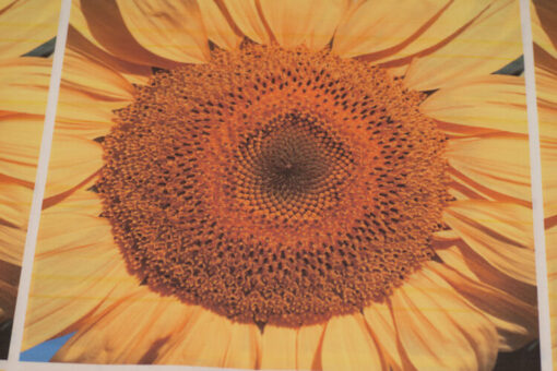 Fabric Store - Διακοσμητικό ύφασμα με φάρδος 2,80m, με επαναλαμβανόμενα μοτίβα λουλούδια (ηλιοτρόπιο) 45cm x 45cm για διακοσμητικά μαξιλαράκια.