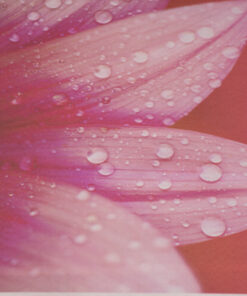 Fabric Store - Διακοσμητικό ύφασμα με φάρδος 2,80m, με επαναλαμβανόμενα μοτίβα λουλούδια (ροζ πέταλα) 45cm x 45cm για διακοσμητικά μαξιλαράκια.