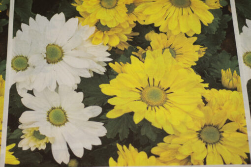 Fabric Store - Διακοσμητικό ύφασμα με φάρδος 2,80m, με επαναλαμβανόμενα μοτίβα λουλούδια (μαργαρίτες) 45cm x 45cm για διακοσμητικά μαξιλαράκια.